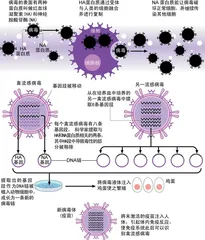 ​小农与寡头: 复杂的防疫现实1
