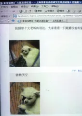 ​虐猫事件中的两种力量