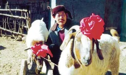 ​苍老的金鸡4