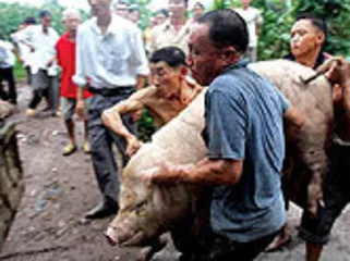 ​四川“怪病”：猪链球菌进犯人类