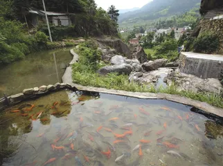 浙江青田:一个主动与被动国际化的城市
