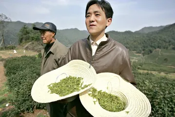 天价茶叶背后的乡村政治