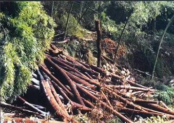 丹山风景区除伐事件:产权内外的利益博弈