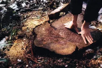 丹山风景区除伐事件:产权内外的利益博弈1