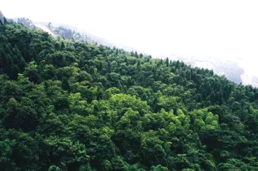 丹山风景区除伐事件:产权内外的利益博弈3