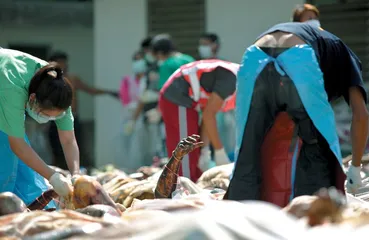 海啸肆虐行程1