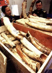 象牙禁贸之争与中国被卷入的原因2