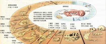 辽西化石的盗与道3