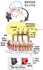 2004年诺贝尔奖：一花一世界11