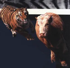 命悬一线的中国虎8
