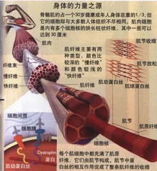 “大只佬”基因与奥林匹克的末日1