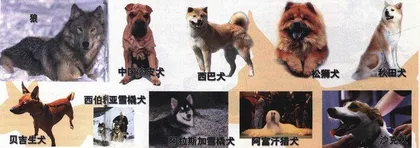 新编狗世家1