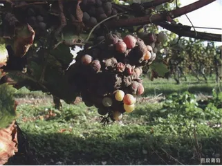 甜蜜的酒乡1