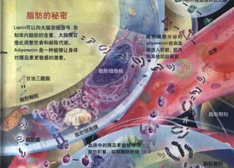 吸脂术、脂肪细胞和“瘦激素”1
