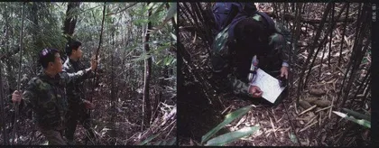 踏访秦岭保护区最后1000只大熊猫
