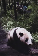 踏访秦岭保护区最后1000只大熊猫2