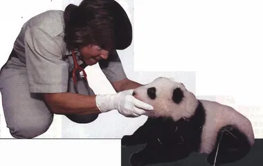 踏访秦岭保护区最后1000只大熊猫7