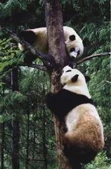 踏访秦岭保护区最后1000只大熊猫8