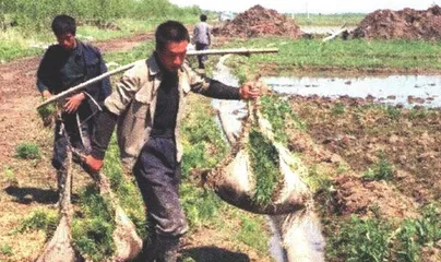 报道：改革农业税3