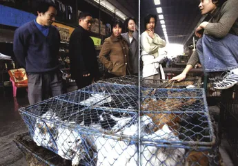 广东野生动物消费生态调查2