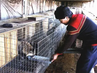 长沙的一个果子狸繁殖基地与一个养殖户
