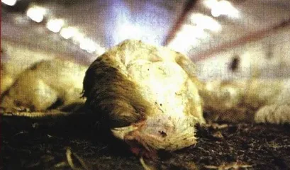 动物和人的疾病史1