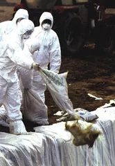 动物和人的疾病史11