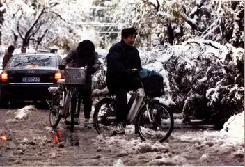 京城雪灾与树种规划问题