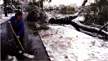 京城雪灾与树种规划问题1