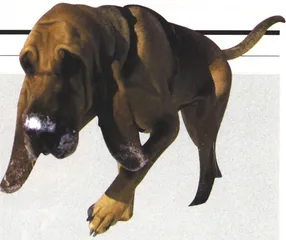 狂犬病例在上升1