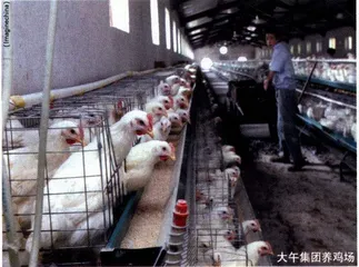 孙大午案前案后2