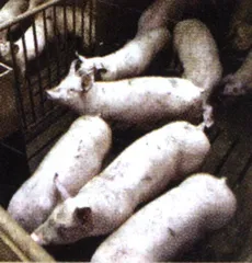 与病菌共生2