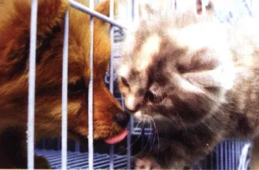 与病菌共生4