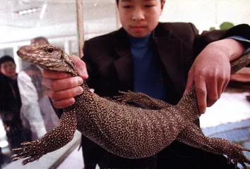 野生动物继续中国噩梦