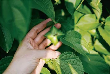 红河谷里的热带想象与植物缠绕5