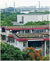 游散之岛:事仔、船坞、海员墓地与大造荔枝4