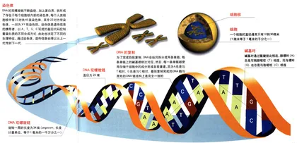 生命的螺旋：DNA的50年3
