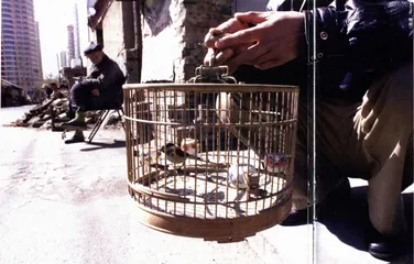 华新民：尖锐的胡同保卫者3