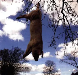 “悲天悯猪”与中国的动物福利