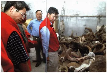可可西里的环保主义生态