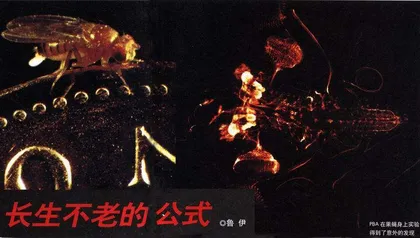 长生不老的公式1
