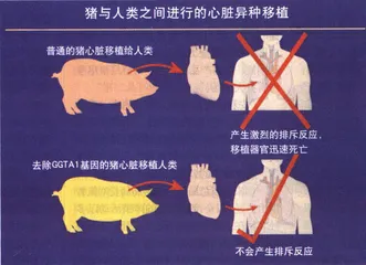 2002：猪宝贝风云再起2