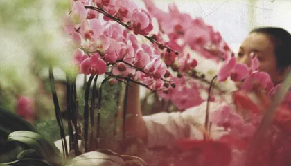 上海桂花期待国际登陆
