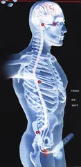 辉瑞的伟哥神话和礼来、拜尔的野心