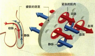 辉瑞的伟哥神话和礼来、拜尔的野心3