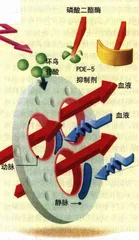 辉瑞的伟哥神话和礼来、拜尔的野心5
