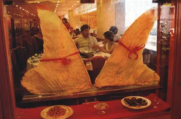 野生动物饕餮的增殖服务1