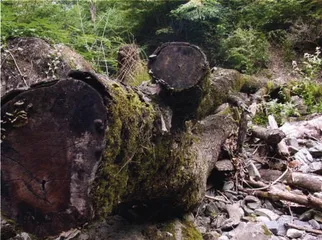 西部生态真能恢复吗？