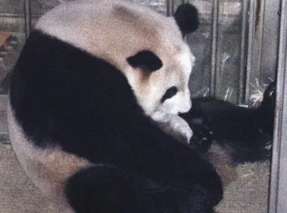 走私动物与亚洲网络
