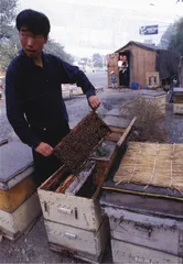 中国蜜蜂吃错了药？2